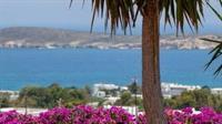Aloe Paros Suites And Studios ดริยอส ภายนอก รูปภาพ